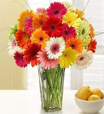 1-800-Flowers Two Dozen Gerbera Daisies with Clear Vase Flowers 1-800-Flowers 
