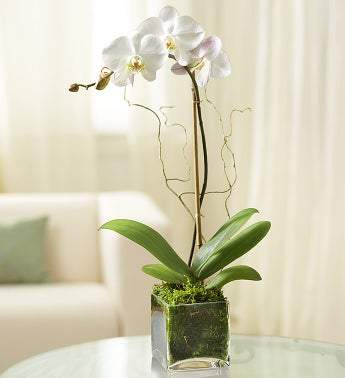 Elegant Orchid - White Flowers 1-800-Flowers 